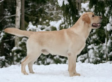 Sidewild Northern Frost