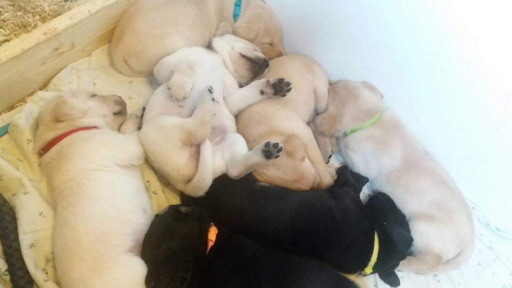 Pennut 4 viikkoa / Puppies 4&nbsp;weeks