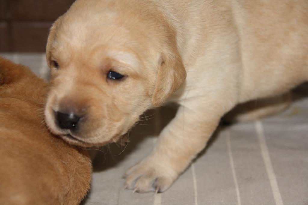 Pennut täyttivät 2 viikkoa / Puppies already 2 weeks&nbsp;old!