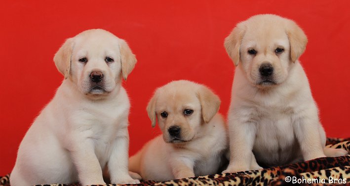 Pentu-uutisia / Puppynews