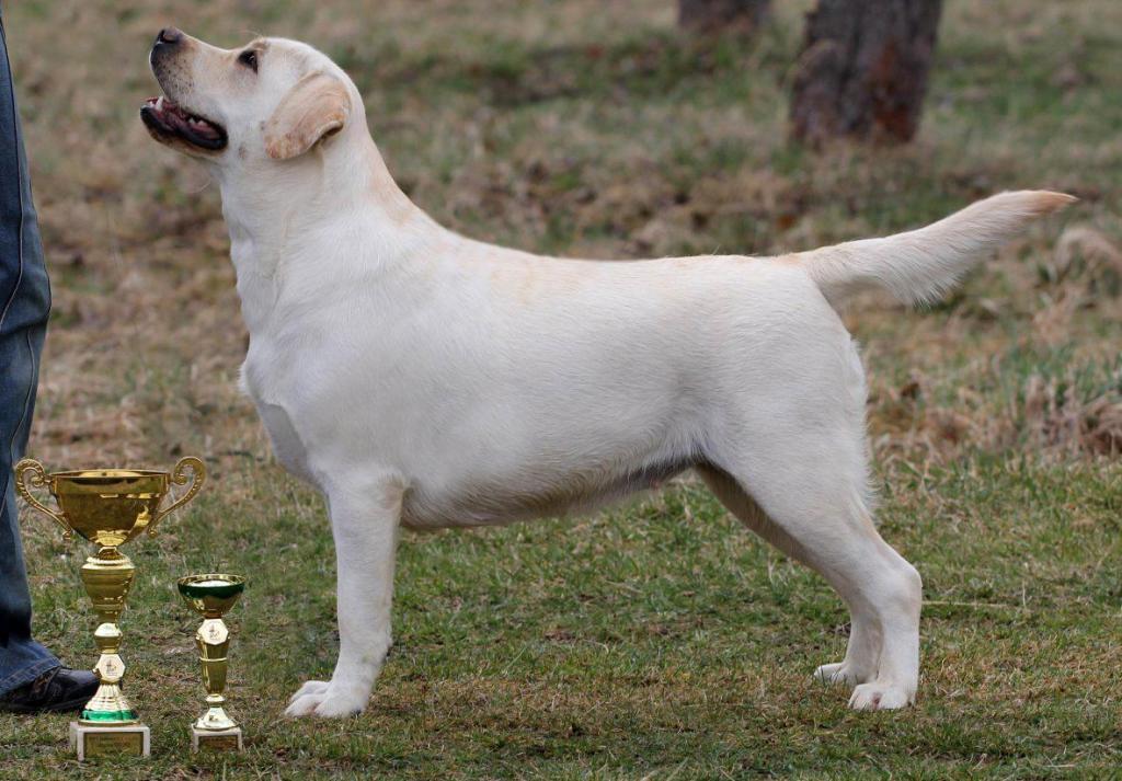 Näyttelytuloksia ulkomailta / Showresults from&nbsp;abroad!