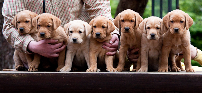 Pennut kohta 7 viikkoa vanhoja!! / Puppies soon 7&nbsp;weeks!!