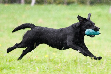 Sidewild Rising Riot