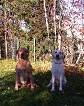 Pentuja tulossa / We will have&nbsp;puppies!!