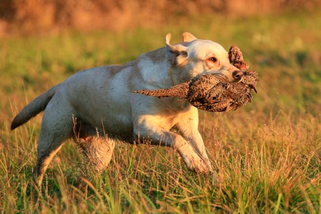 Sidewild Lost In Lapland