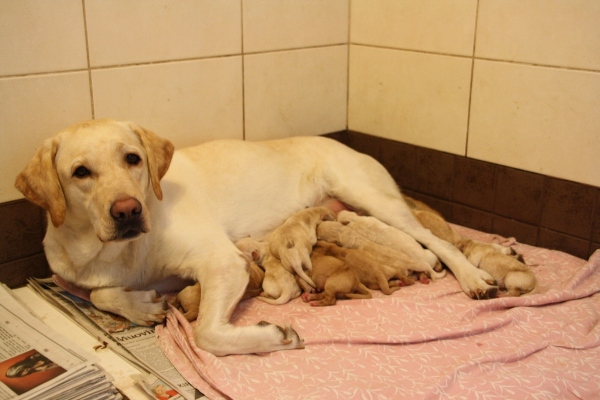 Pennut ovat syntyneet / Puppies are&nbsp;born!