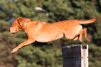 BH TK1 TK2 Dark Water's Dreaming Hawk