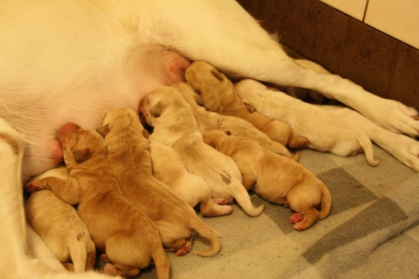 1 day old