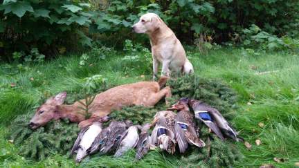 Daniel ja päivän saalis