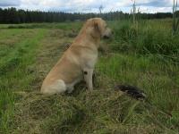 Daniel sorsapassissa