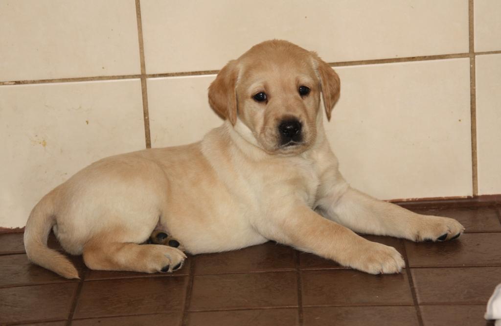 Pennut 5 viikkoisia / Puppies 5&nbsp;weeks