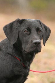 rising_huhtikuu2011_riot