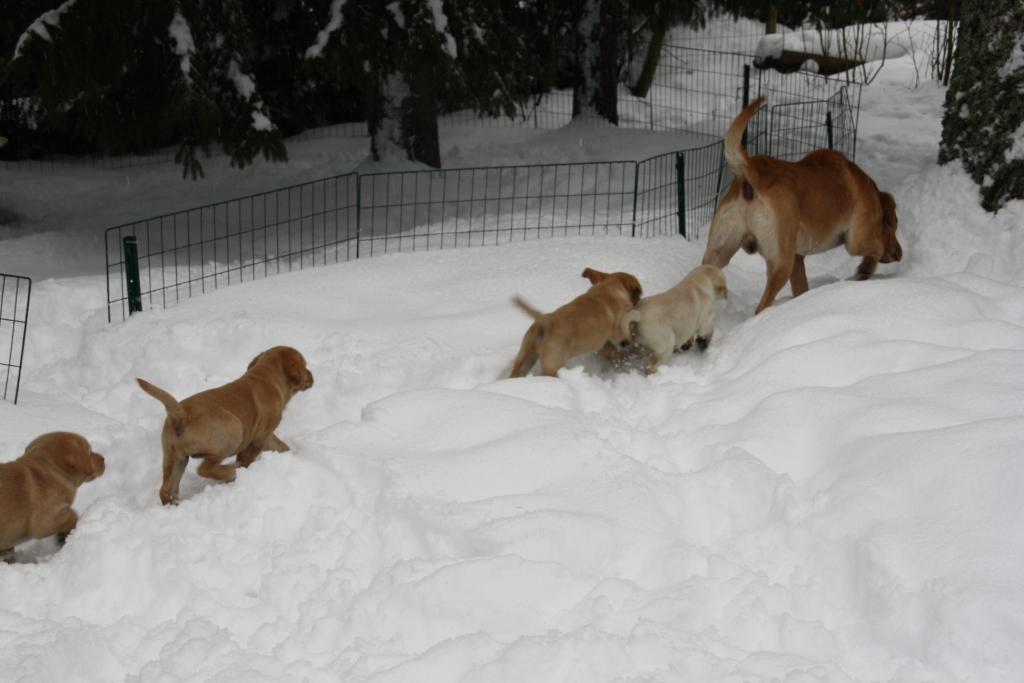 Pennut luovutusiässä / Puppies 7&nbsp;weeks