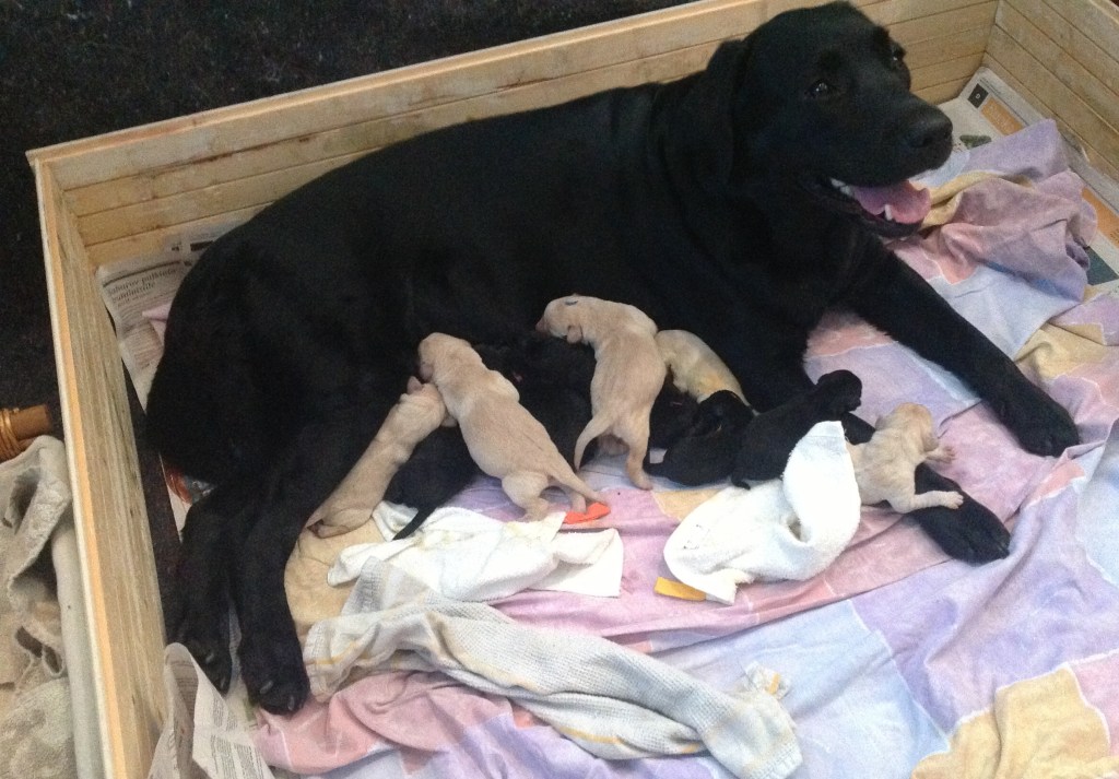 Sidewild Your-litter is&nbsp;born!