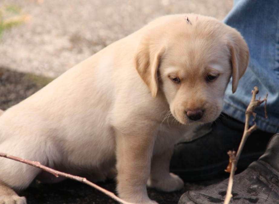 Narttupentu vapaana / Yellow female&nbsp;available