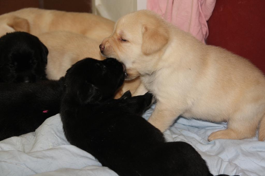 Pennut jo reilu 3 viikkoa… / Puppies started their fourth&nbsp;week