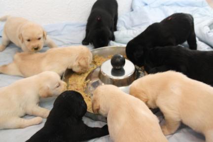 Fourth week -starting to eat real food!! 