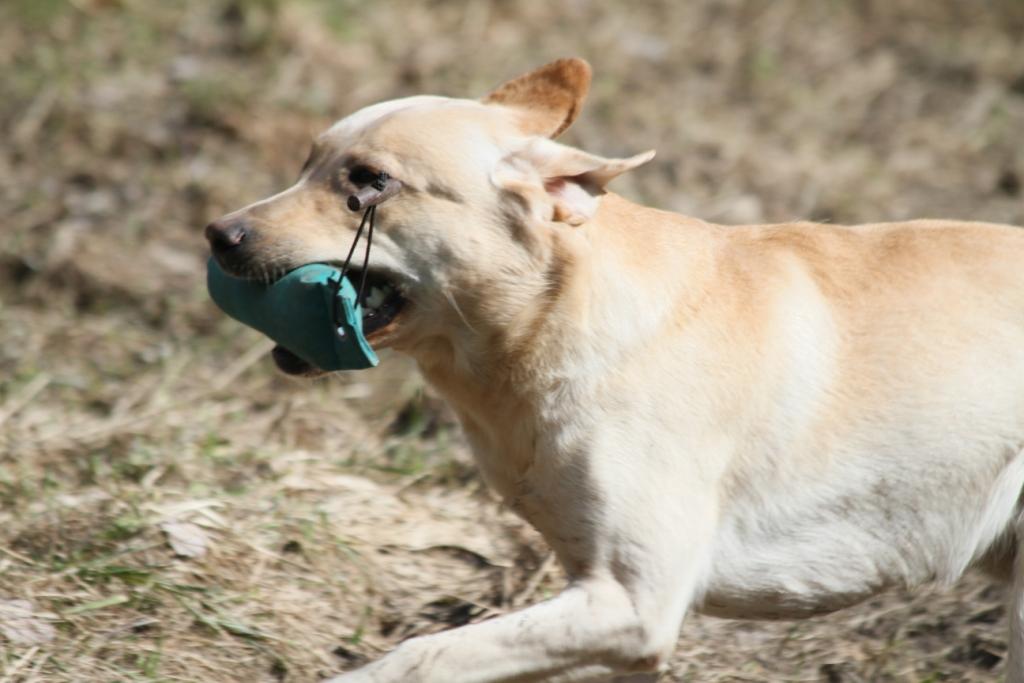 Koekausi jatkuu…  / WT season&nbsp;continues..