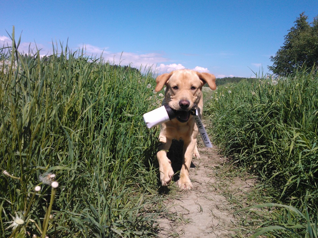 Vinskille NOU 1 / Vinski qualified in&nbsp;field!