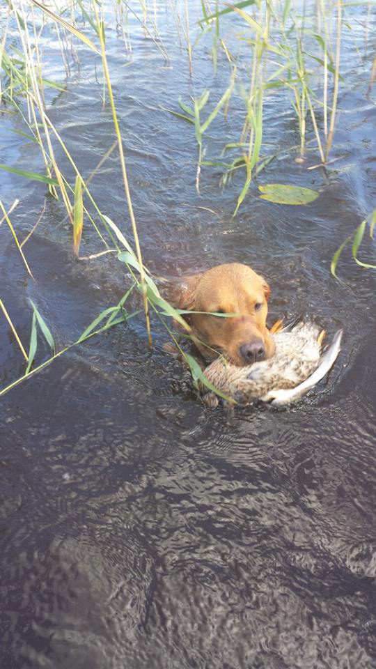 Sorsastuksen aloitus / Beginning of duck&nbsp;hunting