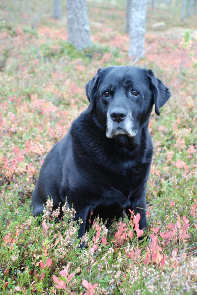 Mallorn´s Andromeda