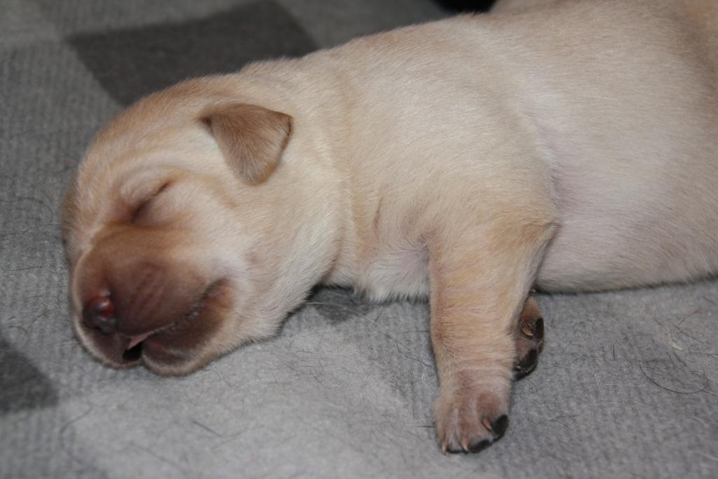 Pennut ovat syntyneet! / Puppies are&nbsp;born!