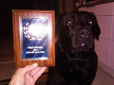 Pyry_Mejä2015 koira