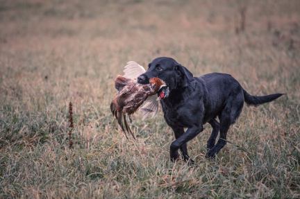 Fourth retrieve in Laukaa