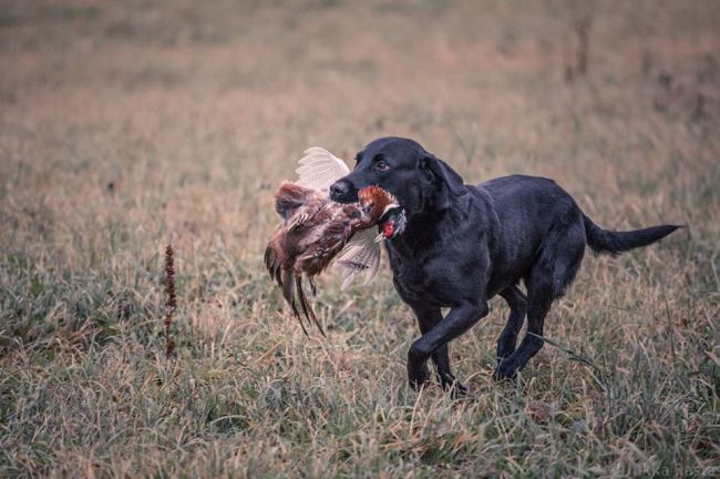 Fourth retrieve in Laukaa
