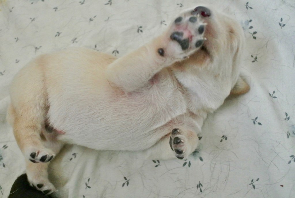 Pennut ovat syntyneet! / Puppies are&nbsp;born!