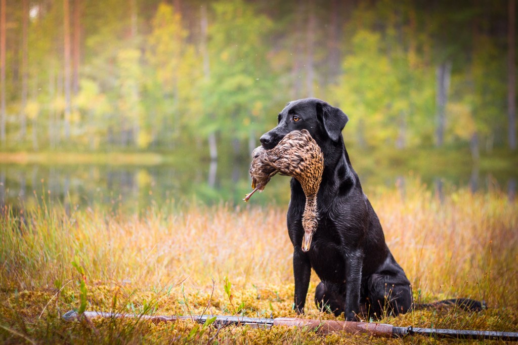 Oikku tuli kylään!