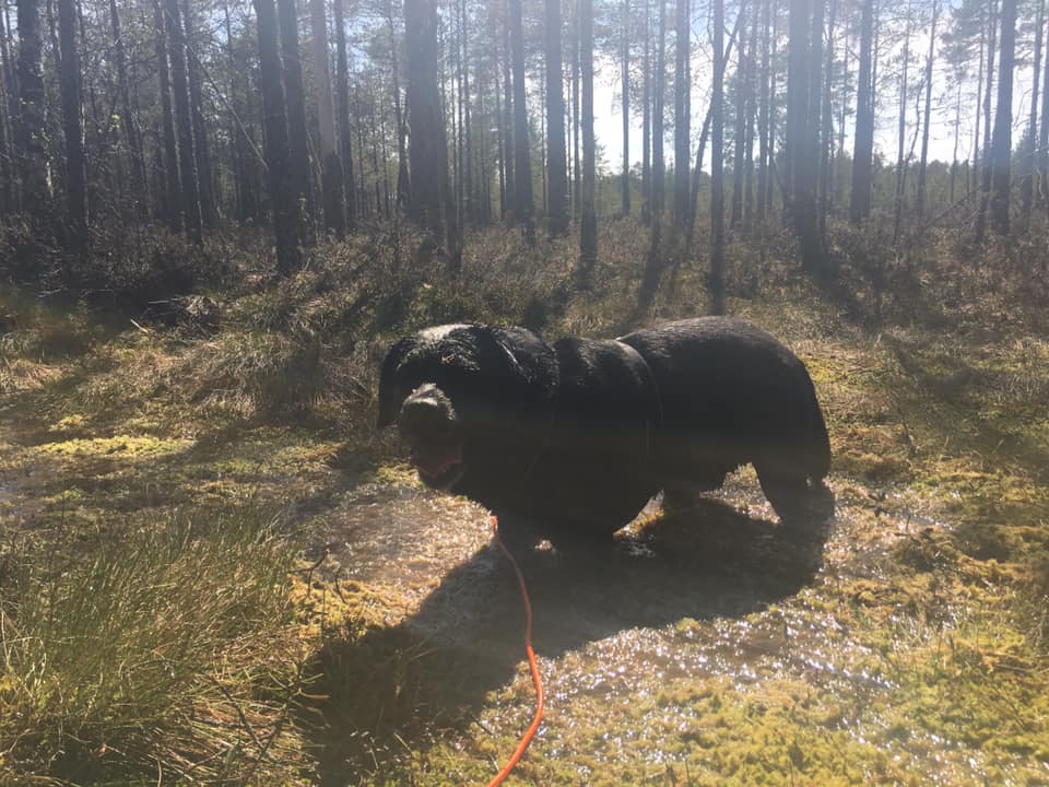 Pyry Mejä toukokuu 2019