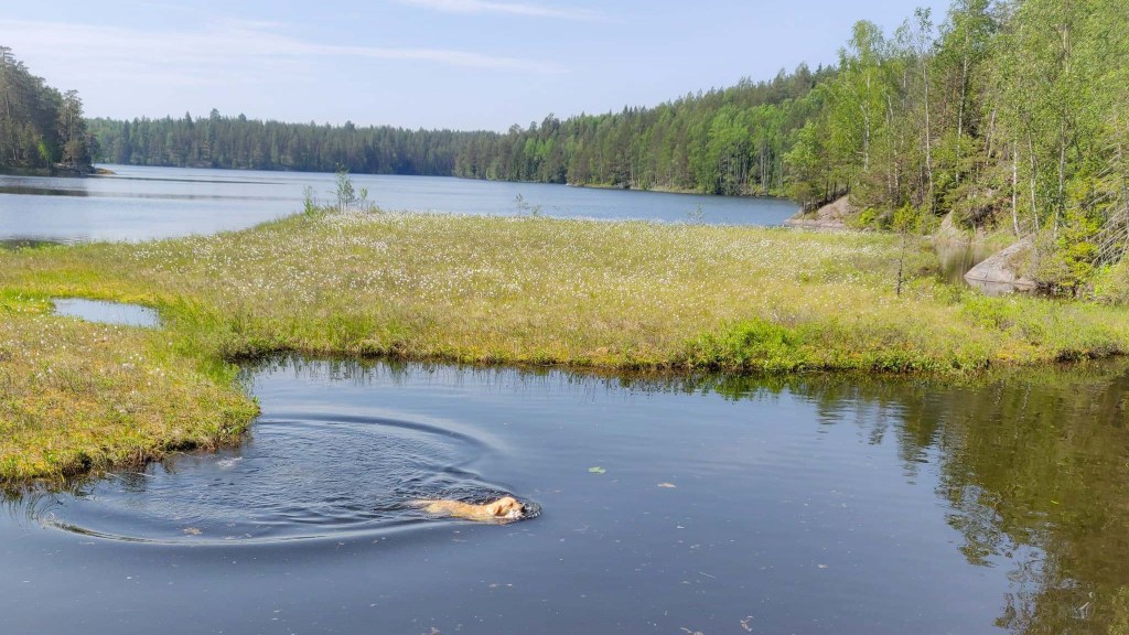 Nicolakselle NOME-B: Alo1