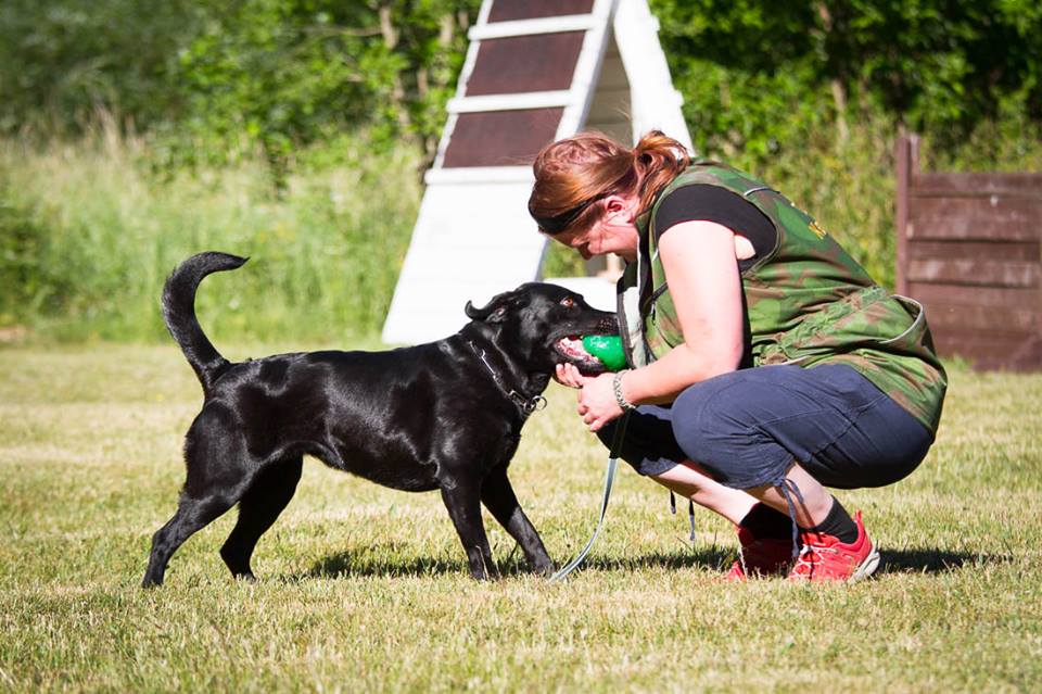 Varjosta KVA Palveluskoirien&nbsp;hakukokeesta!