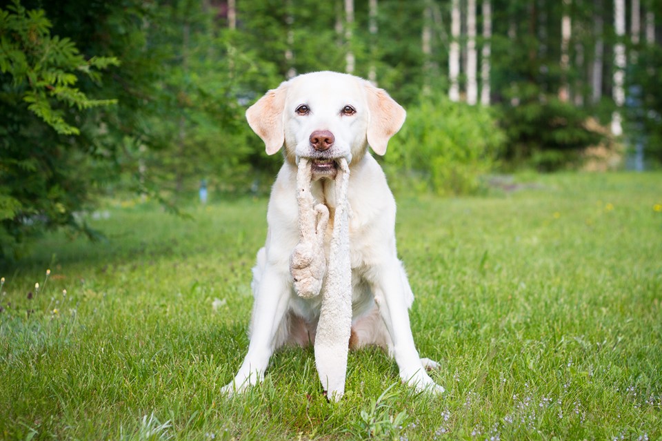 Synttärionnittelut!!!