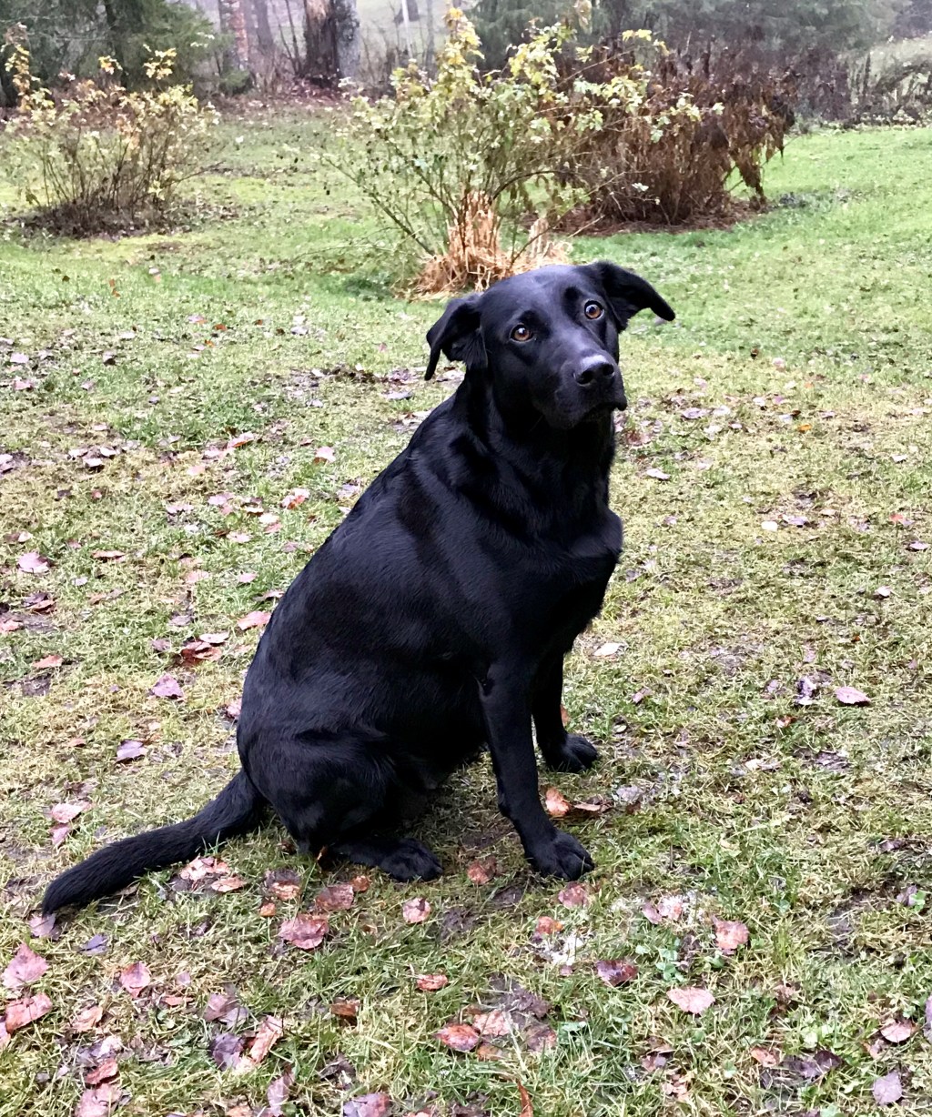 Taitaa tulla pentuja.. 😀