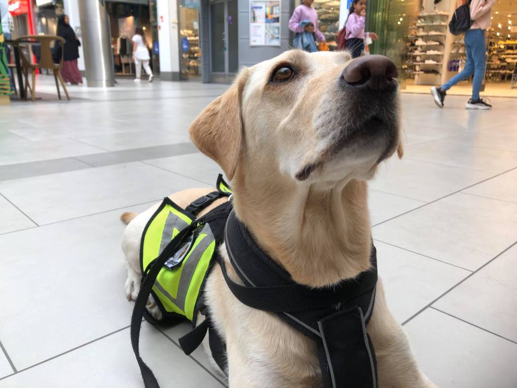 Dharmasta virallinen avustajakoira