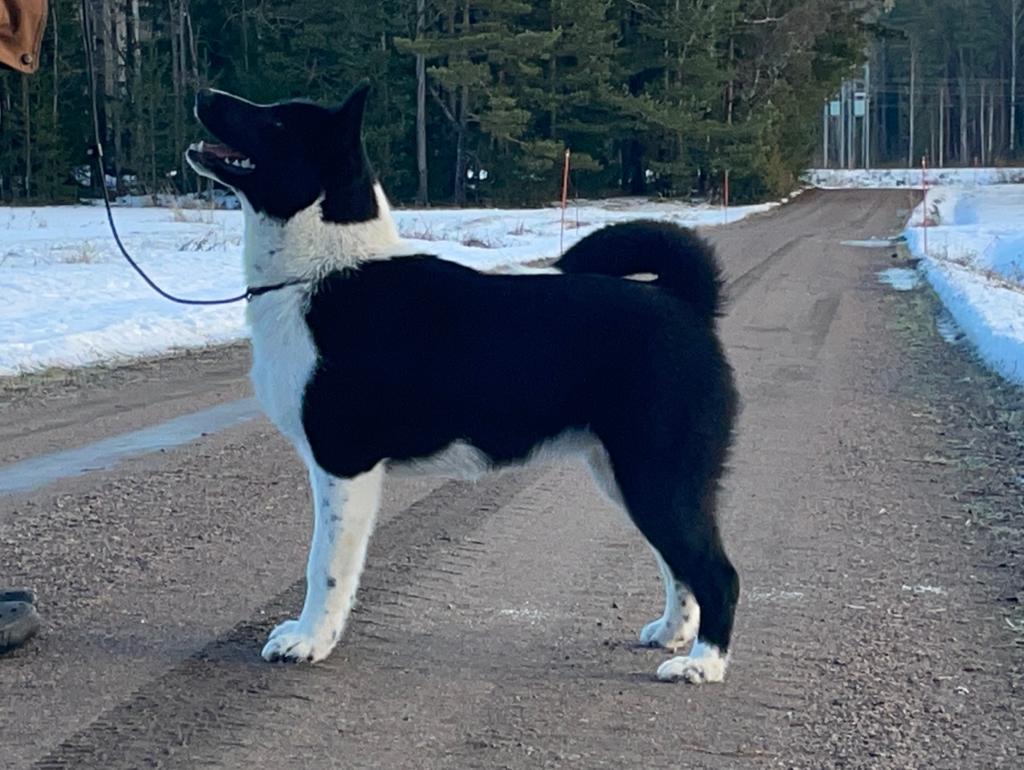 Kuulumisia pitkästä aikaa